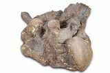 Associated Fossil Mosasaur (Clidastes?) Vertebrae - Kansas #382046-2